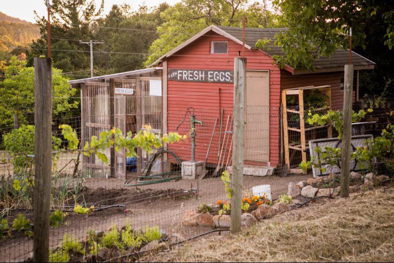 fresh eggs farm