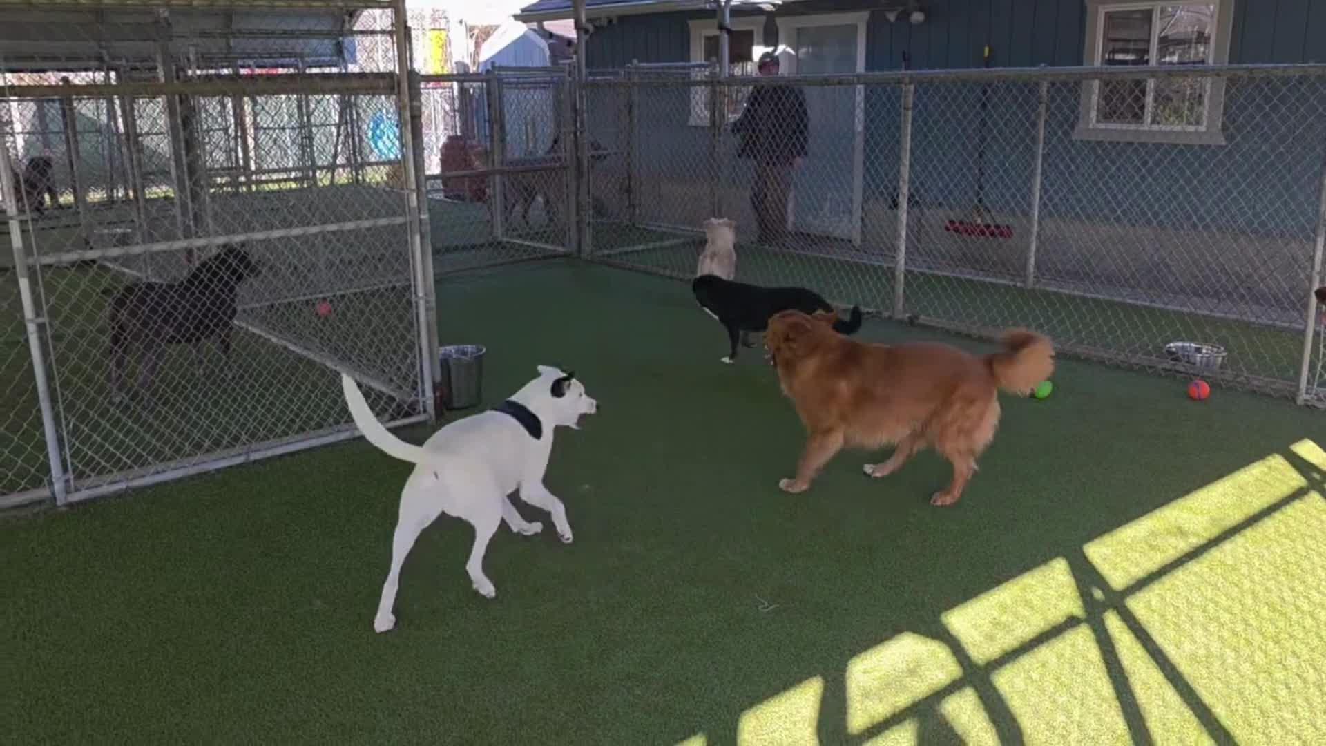 Dogs playing