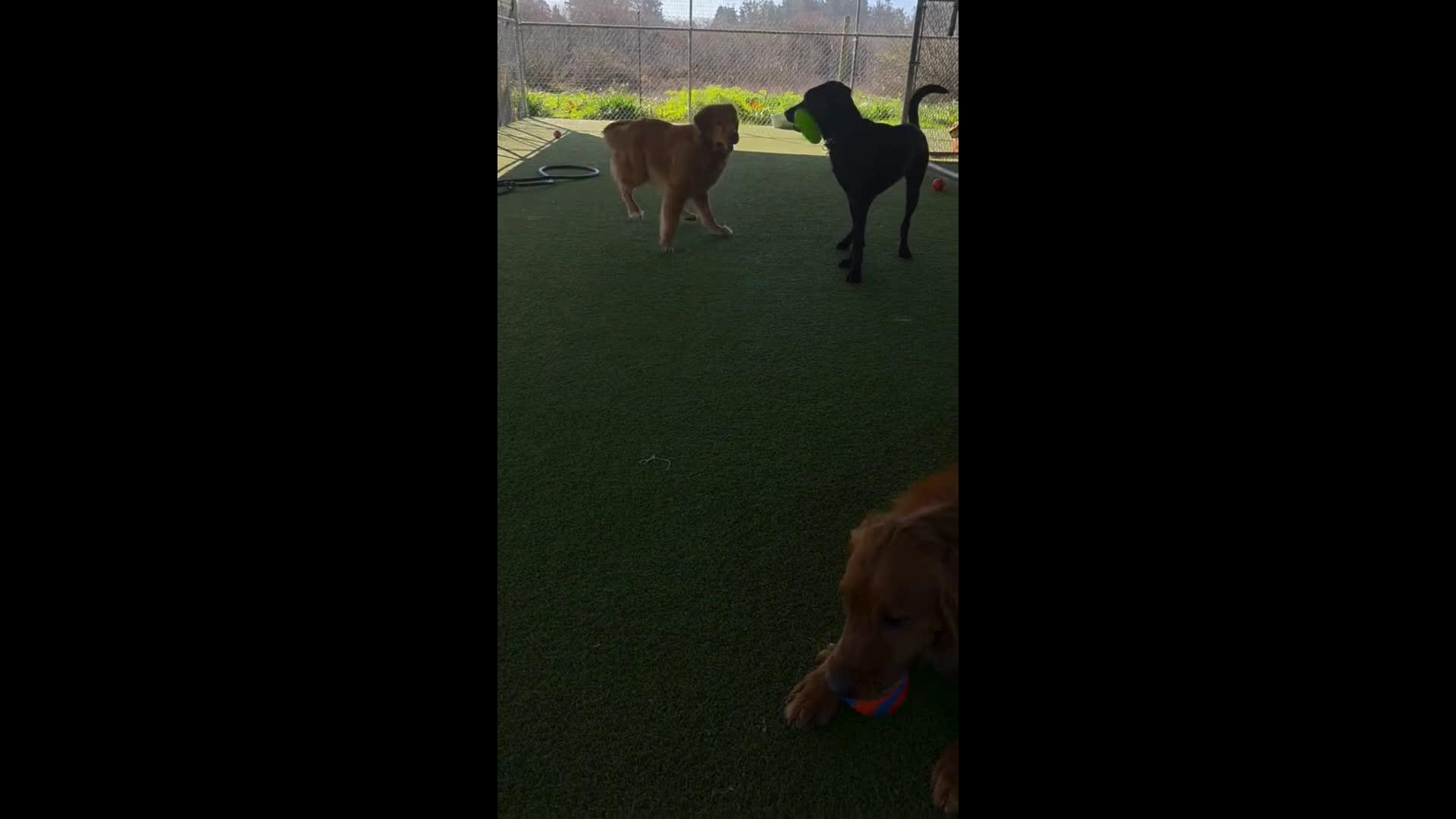 Dogs playing