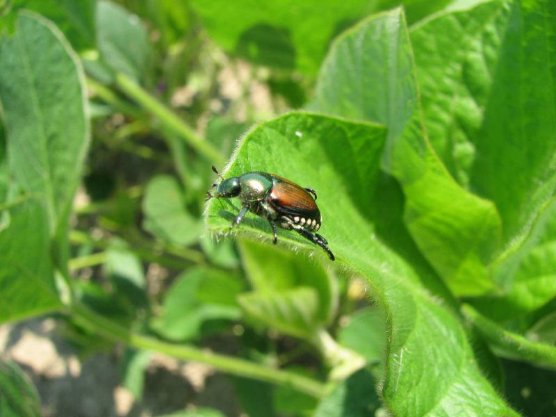 Home Peterson Pest Control LLC