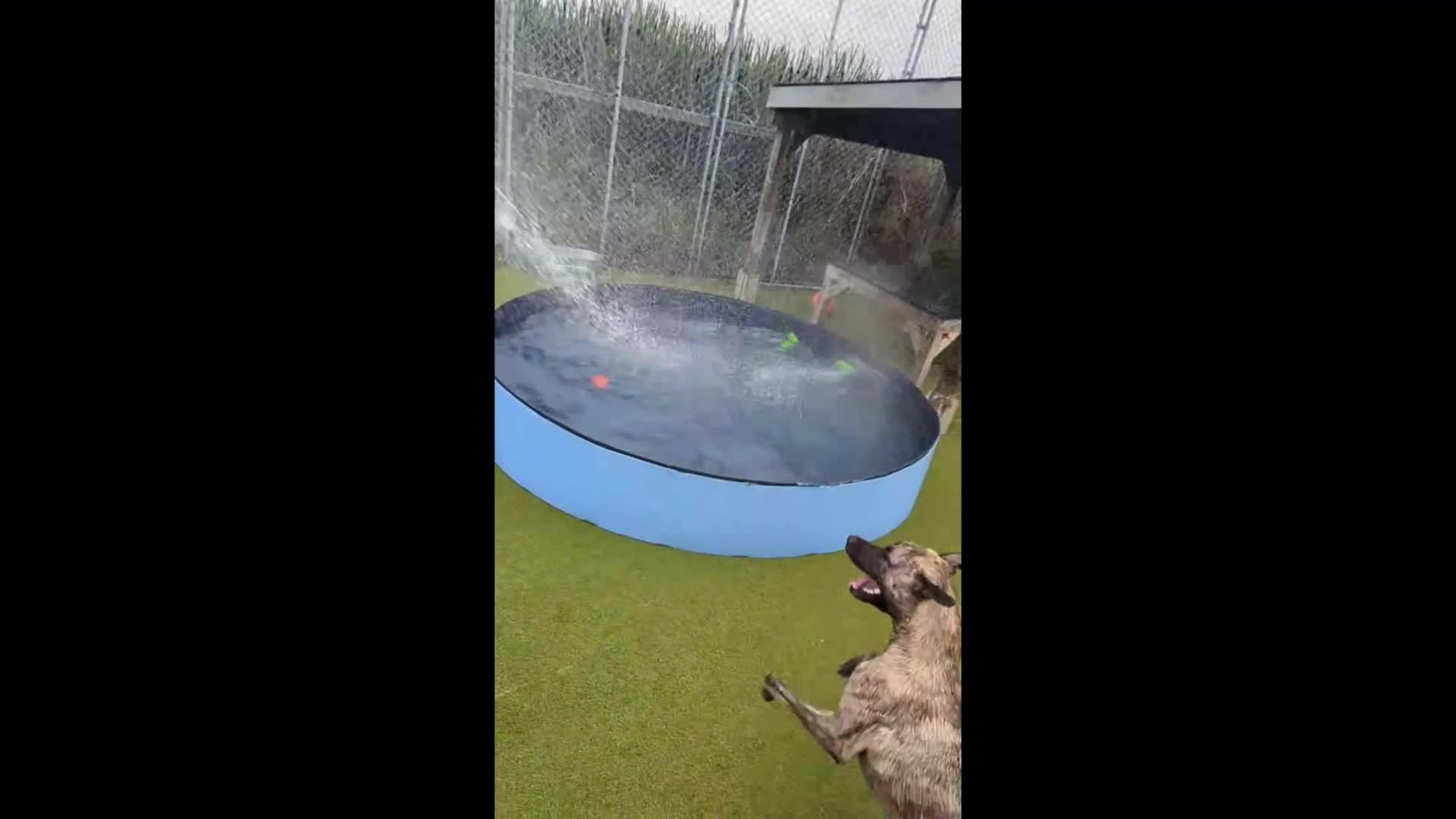 Dogs playing