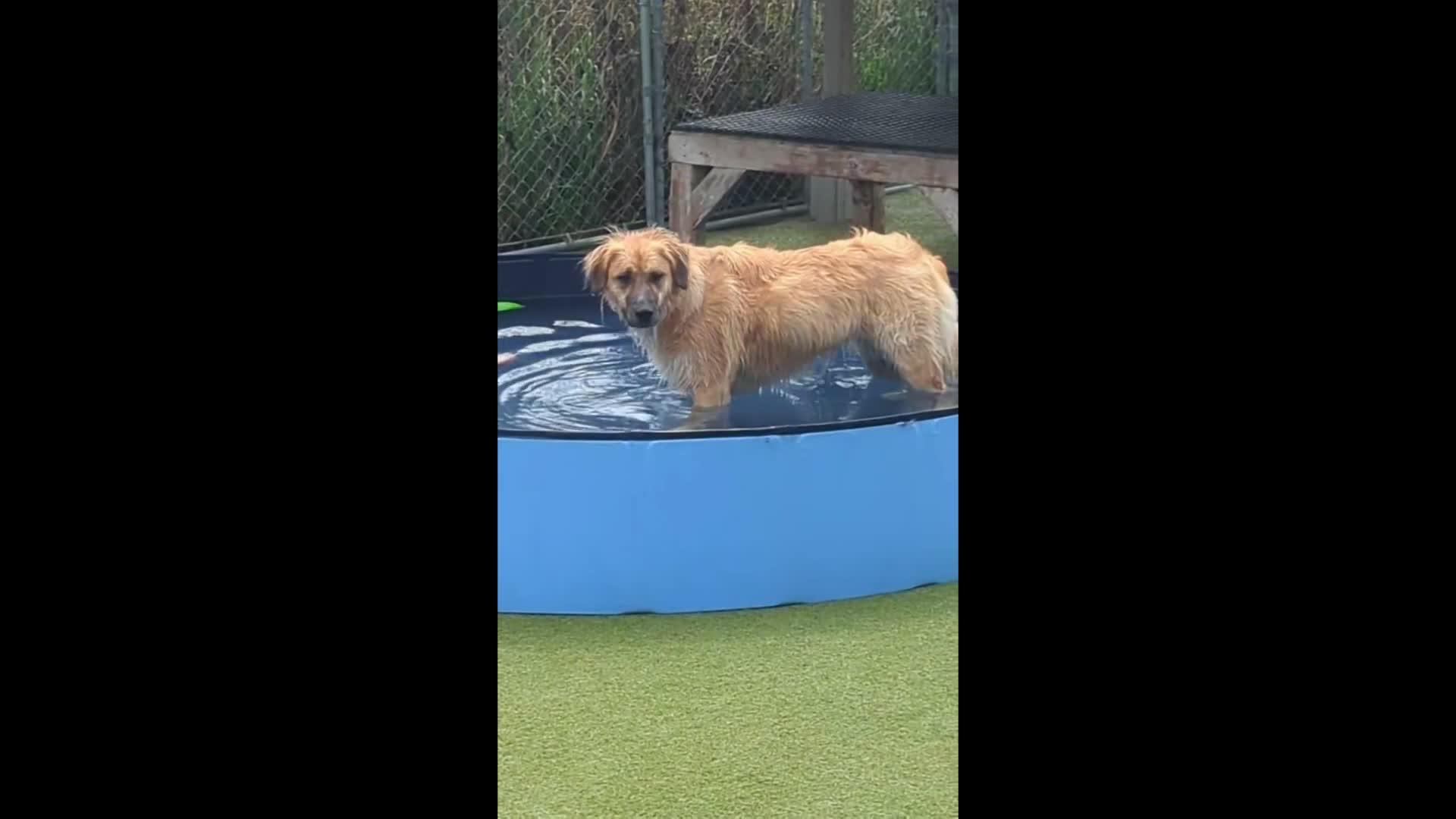 Dogs playing
