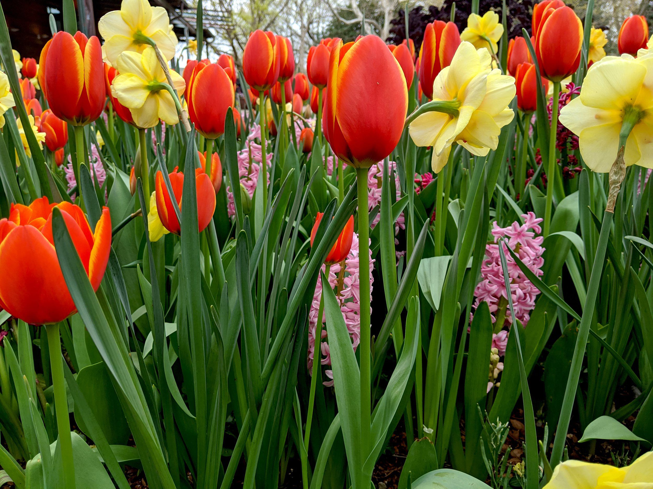 Tulip And Daffodil Bulbs The Poinsettia People