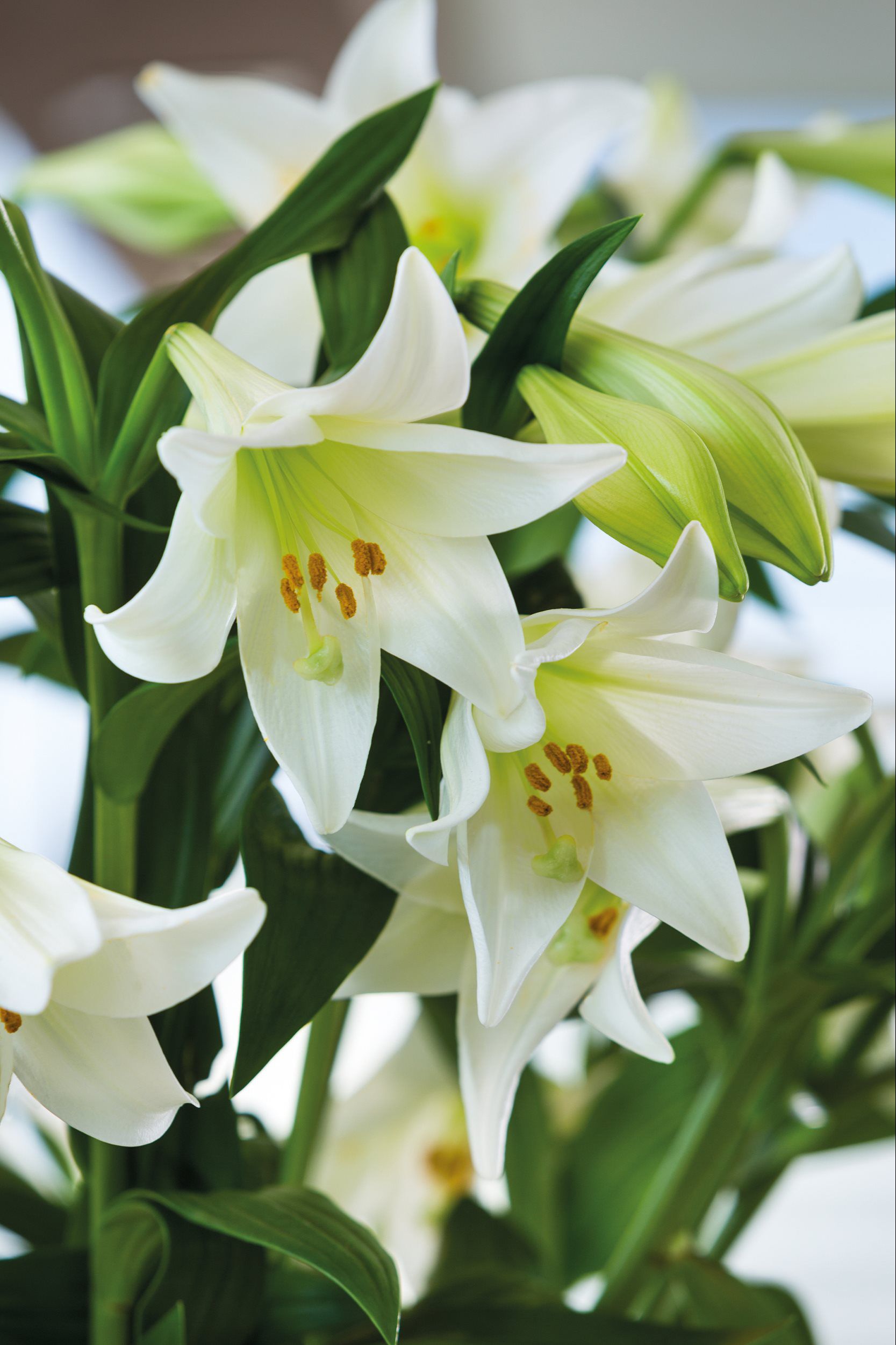 Easter Lilies The Poinsettia People