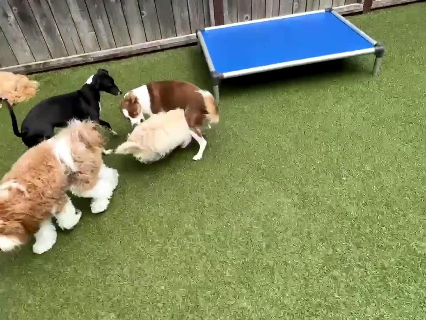 Dogs Playing