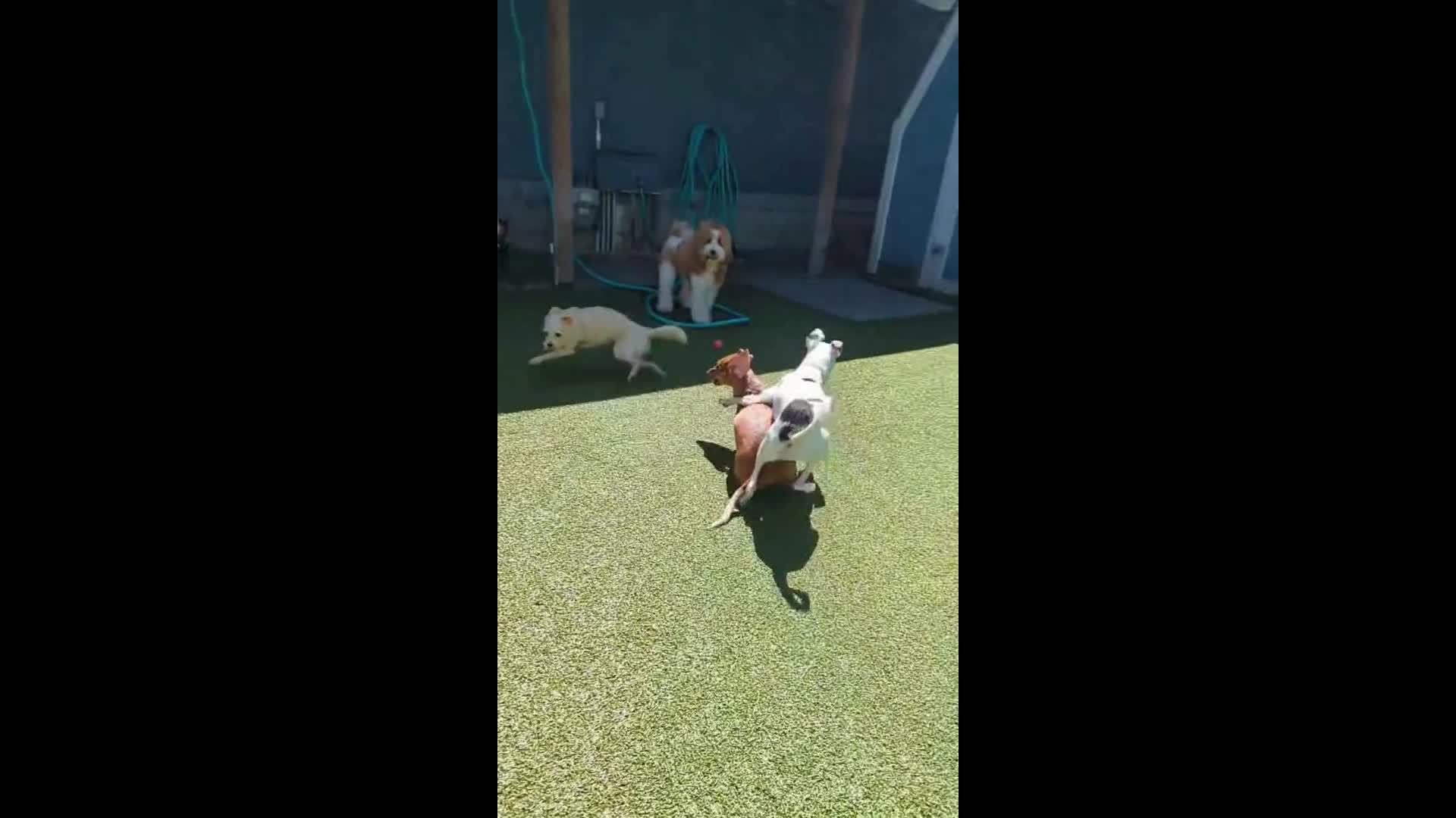 dogs playing in pool.