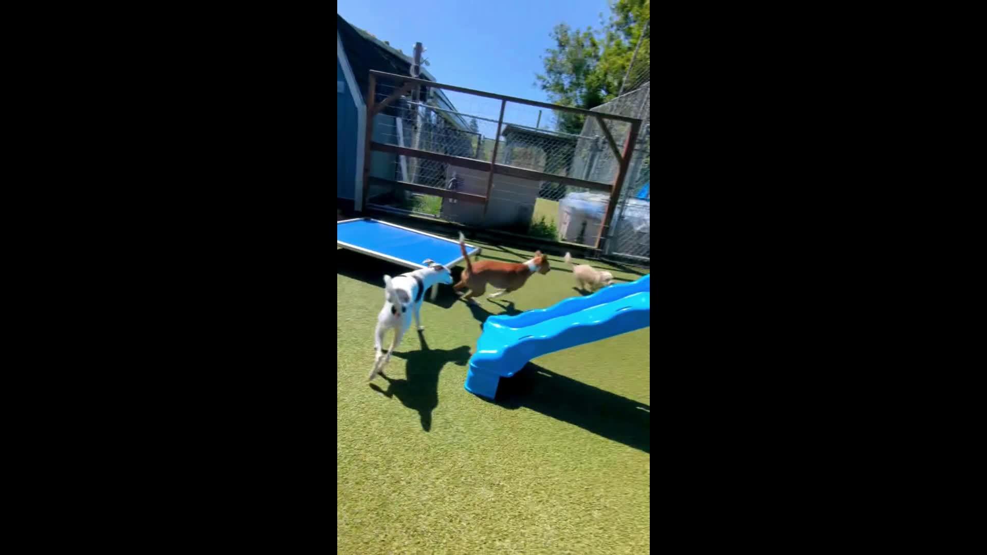 Dogs Playing