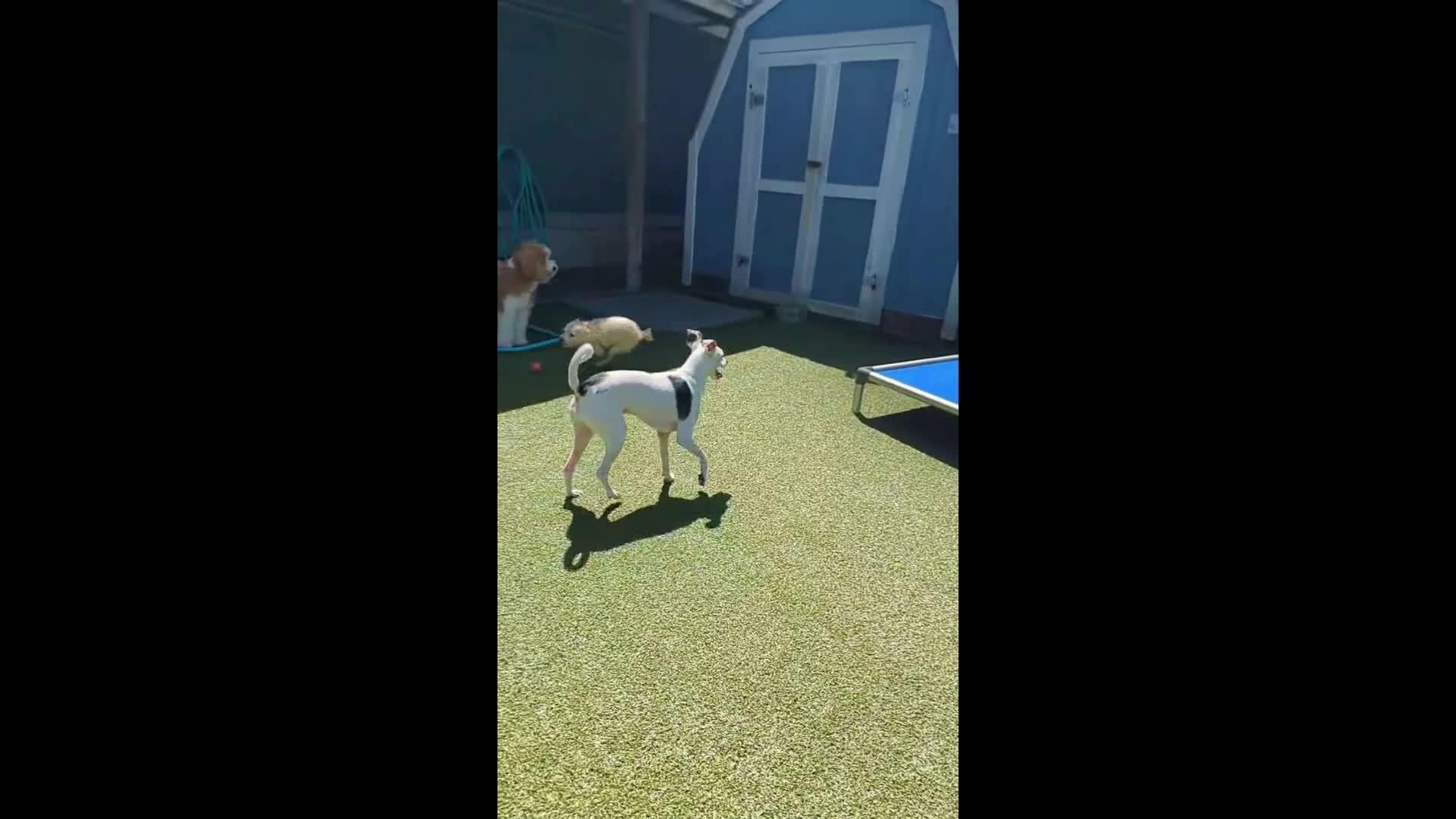 dogs playing in pool.