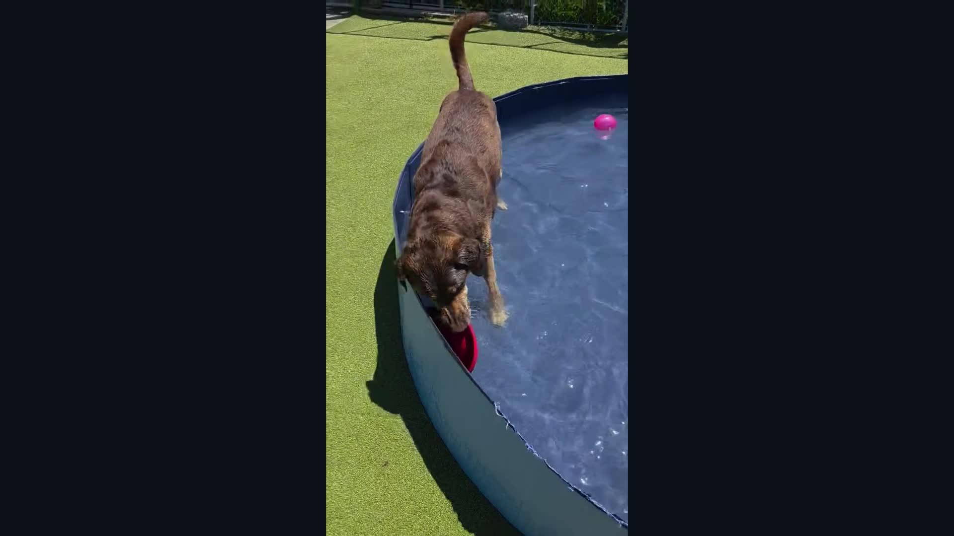 Dogs playing