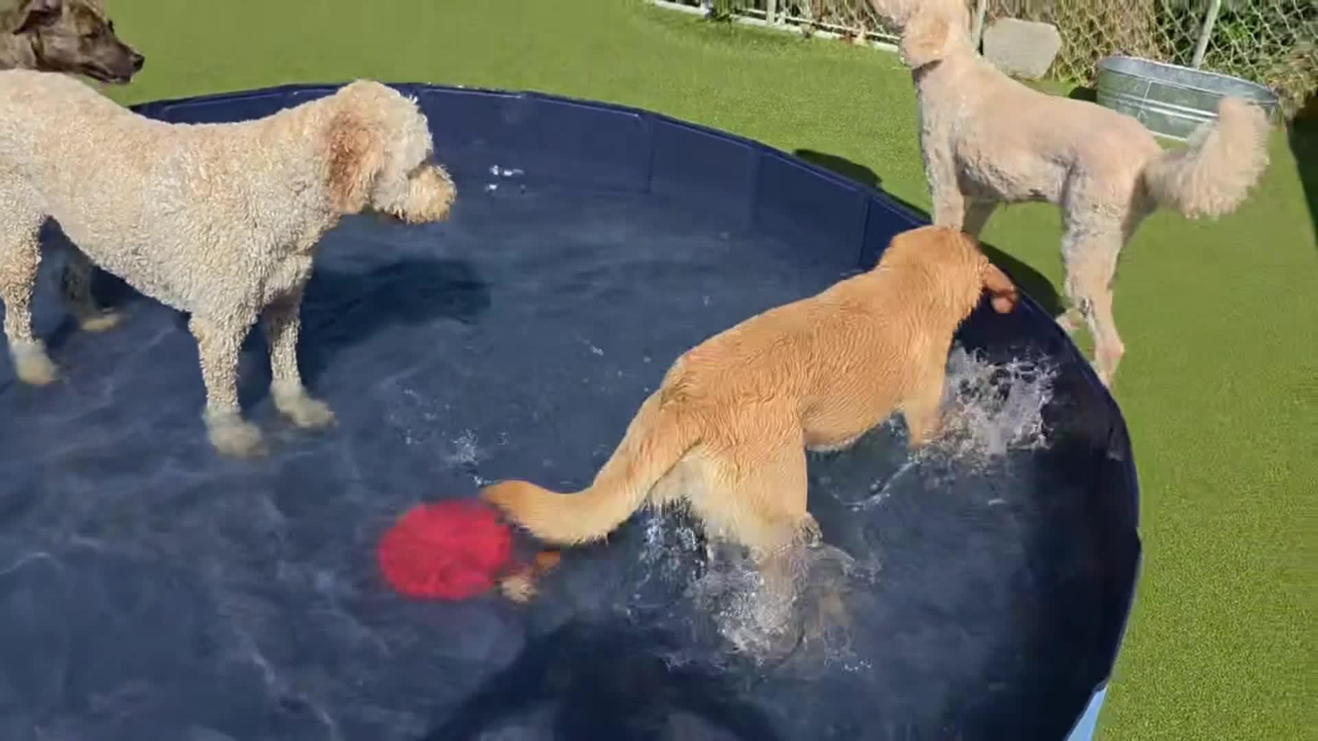 Dogs playing