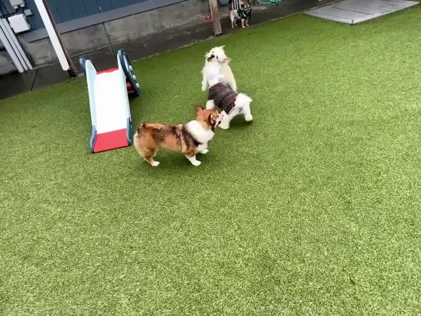 Dogs playing