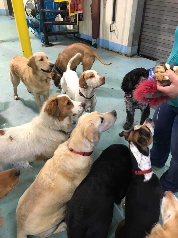 person giving food to dogs