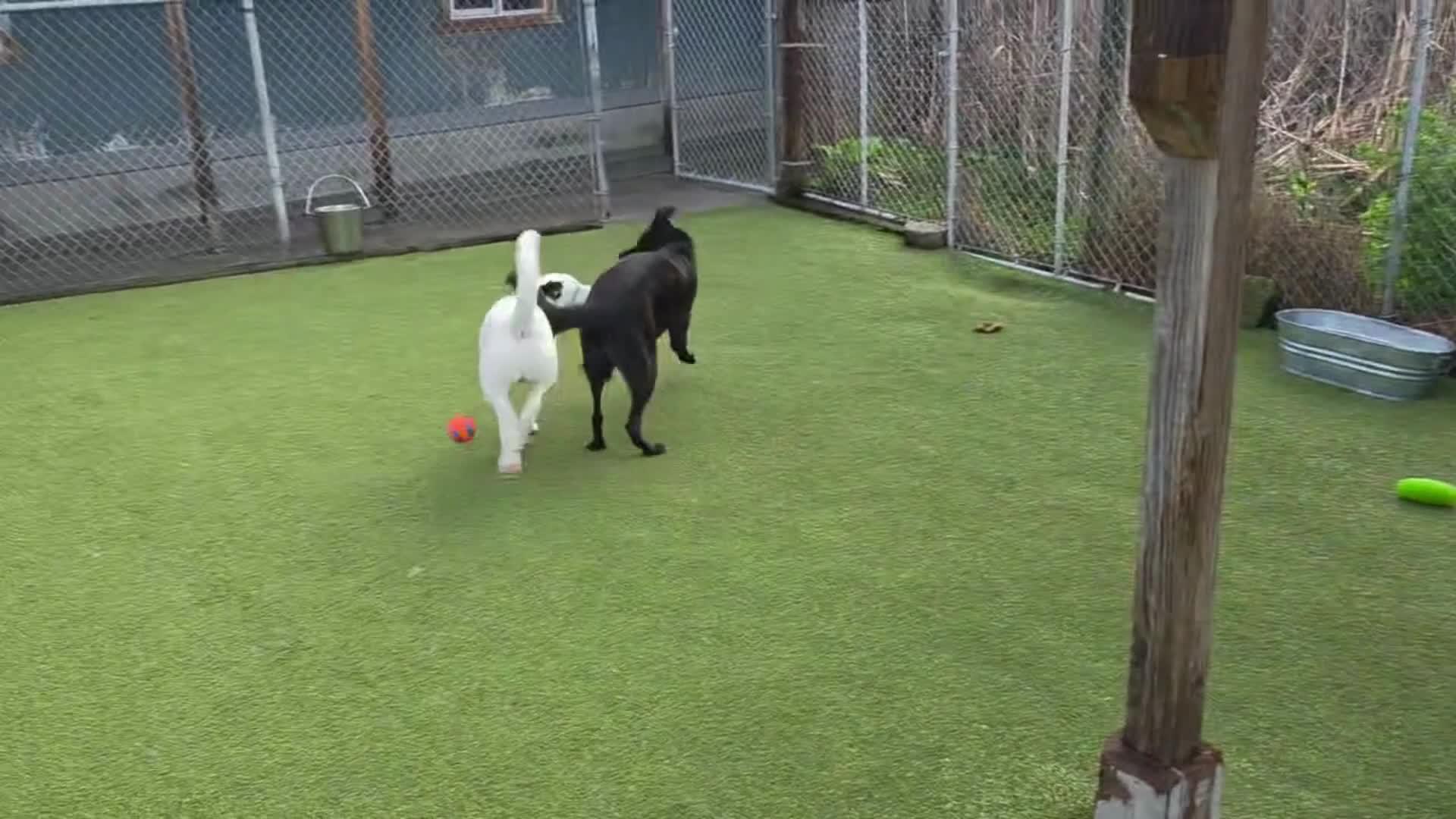 Dogs playing