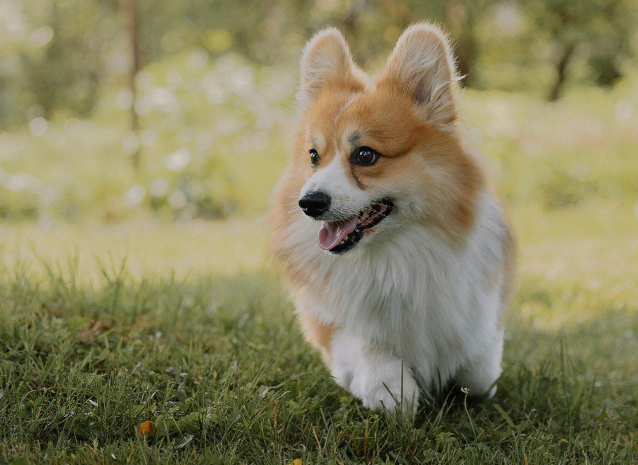 Routine Dog Waste Removal Service