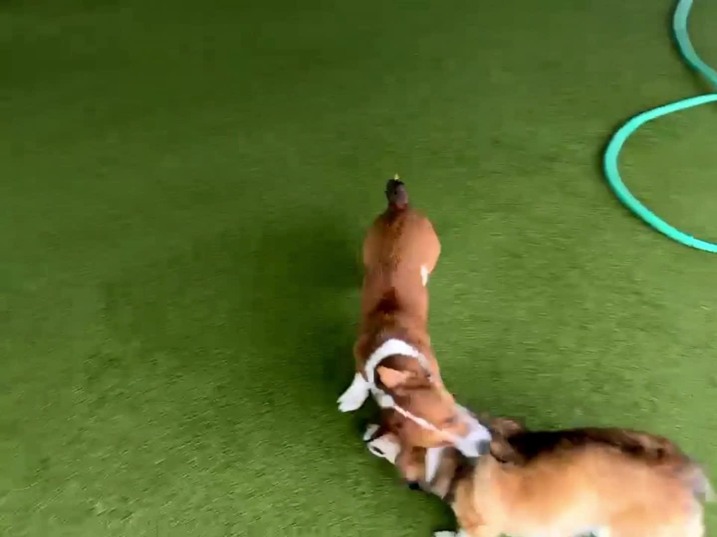 Dogs Playing
