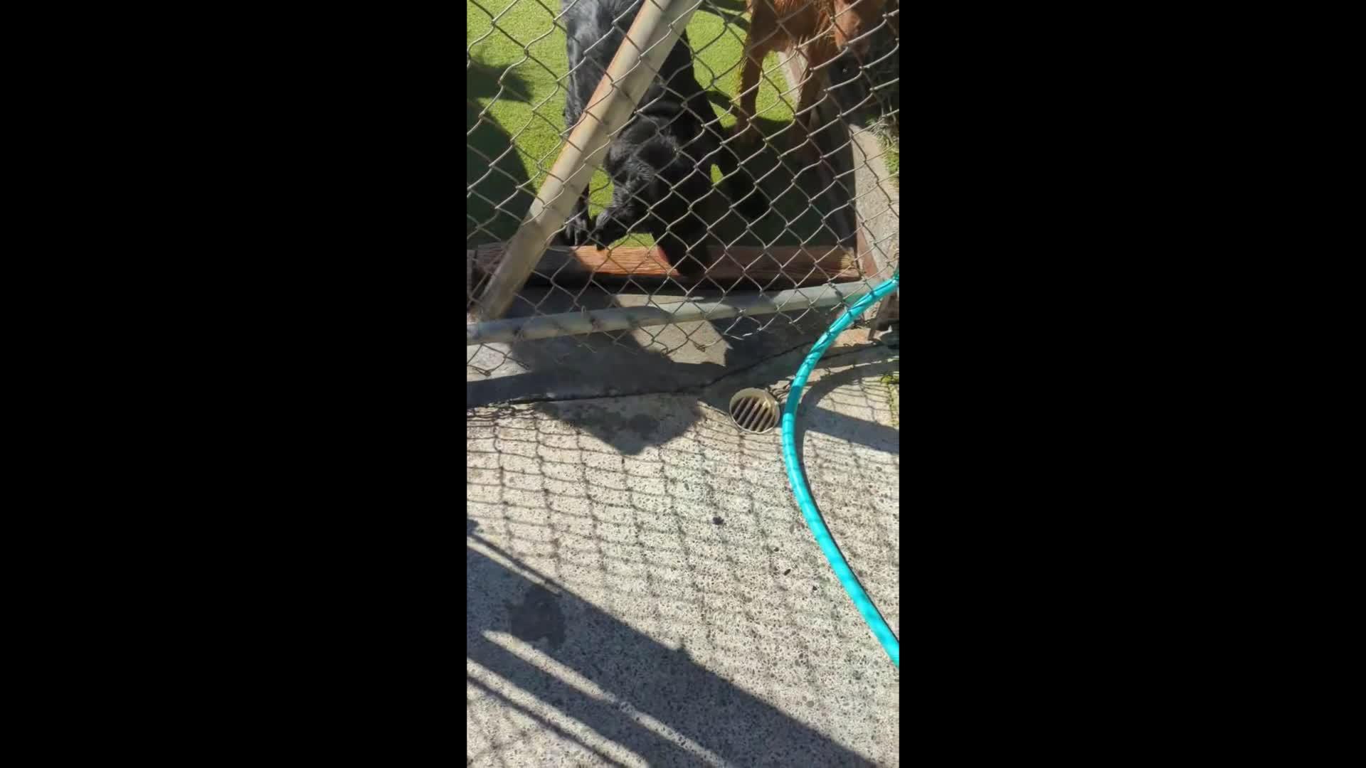 dogs playing