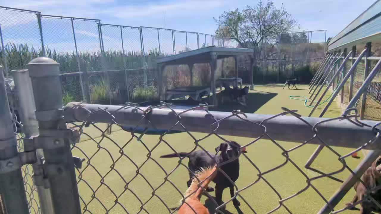 dogs playing