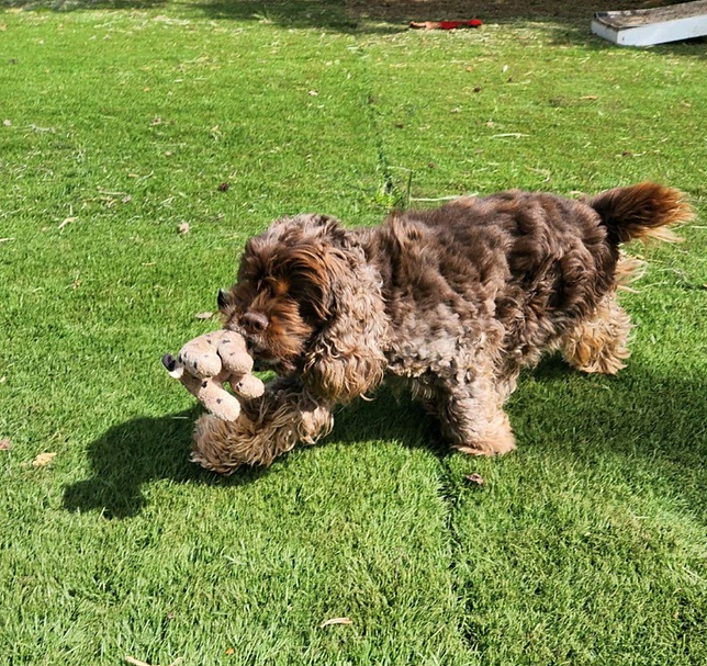 dog