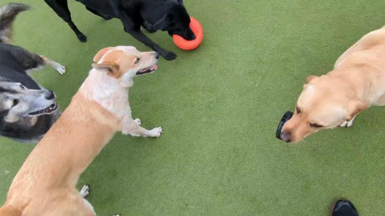 Dogs playing