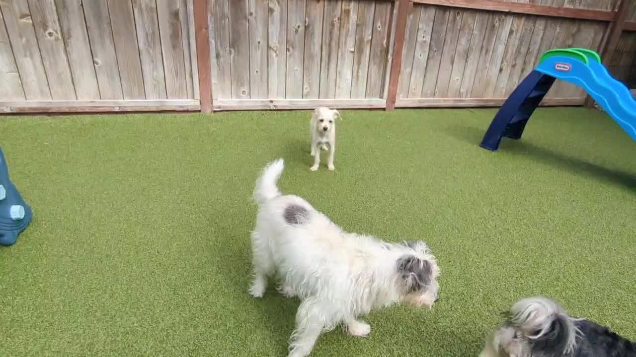 dogs playing
