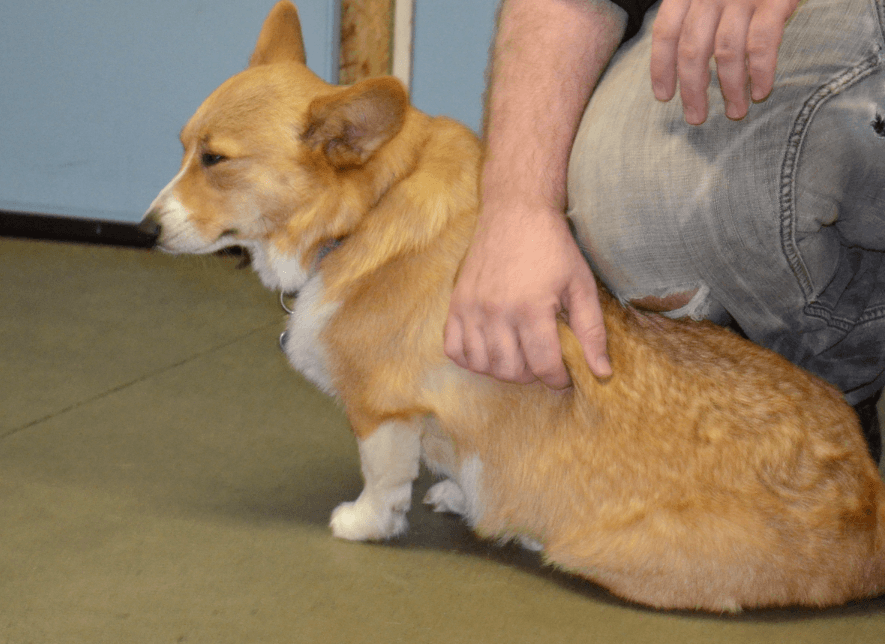 Home Eureka Happy Dog 7074425400 Happy Dog Day Care & Boarding