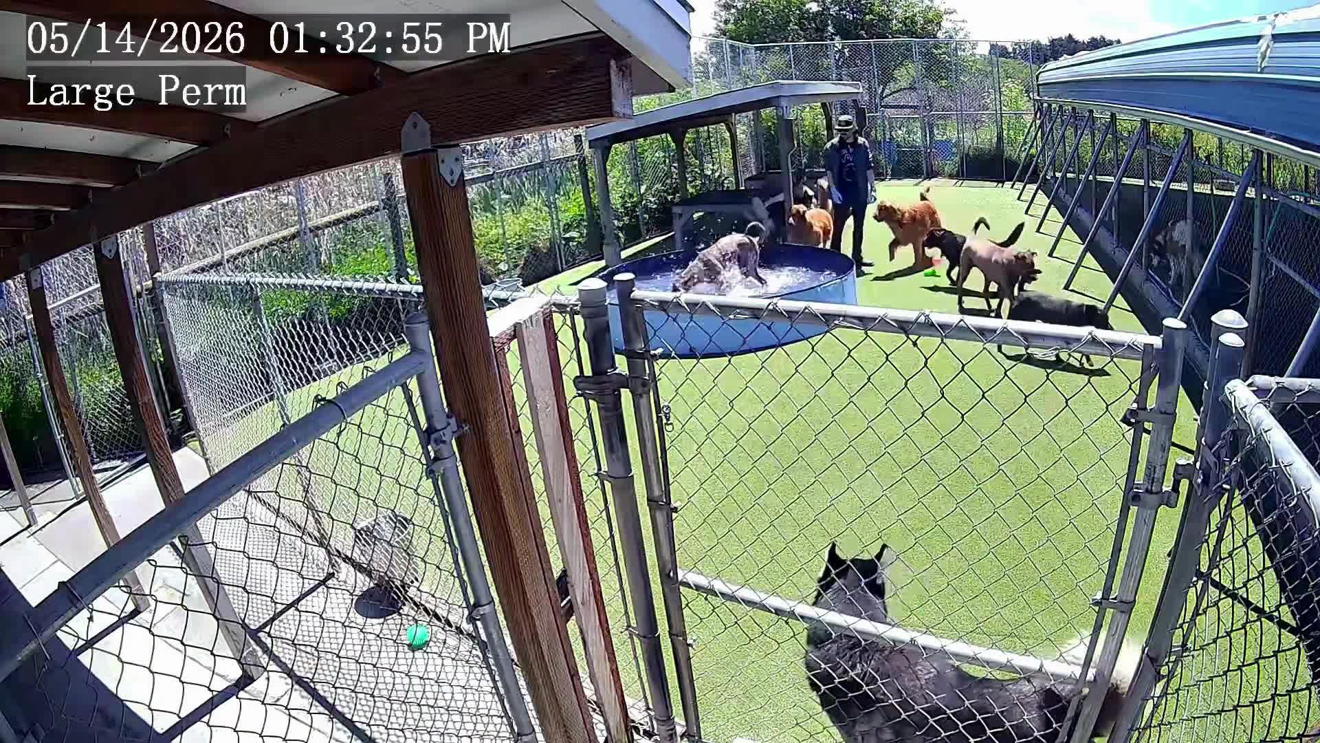 dogs playing in pool.