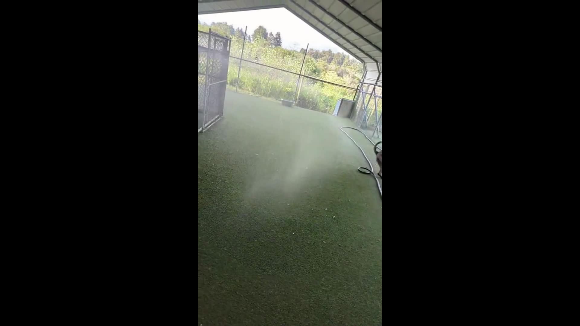 Dogs Playing