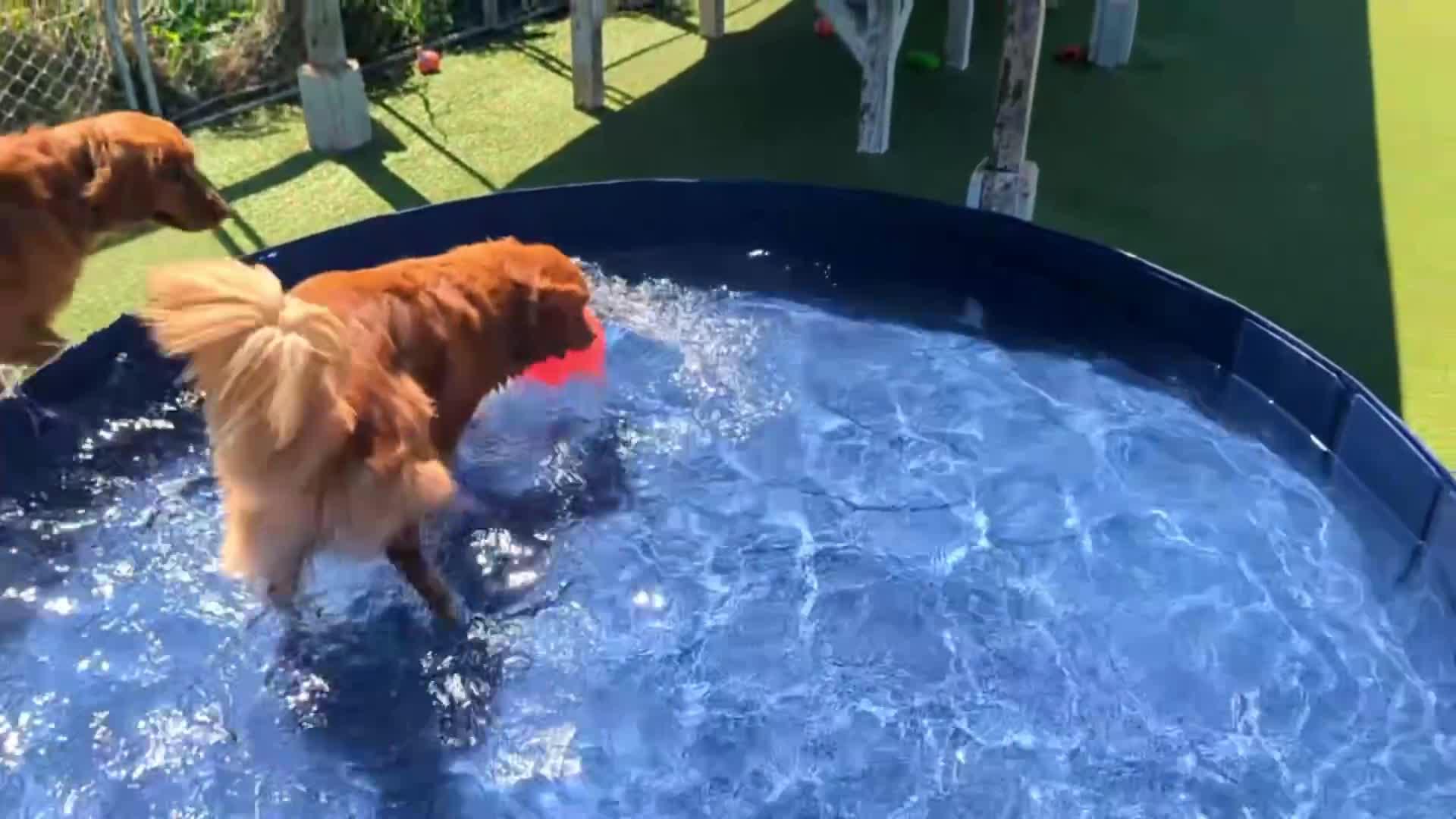 Dogs playing in a kiddie pool.
