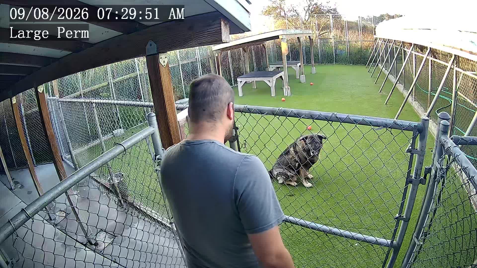 Dogs playing in a kiddie pool.