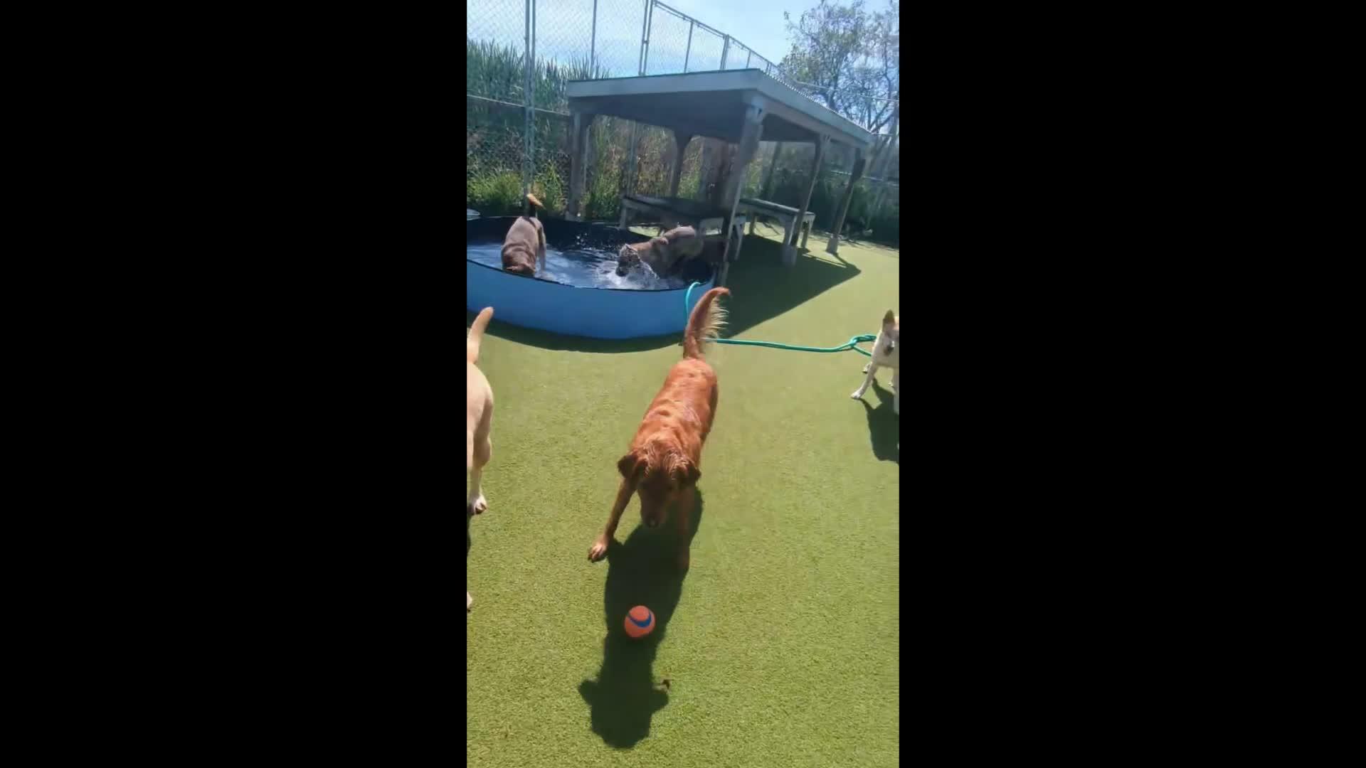 Dogs playing