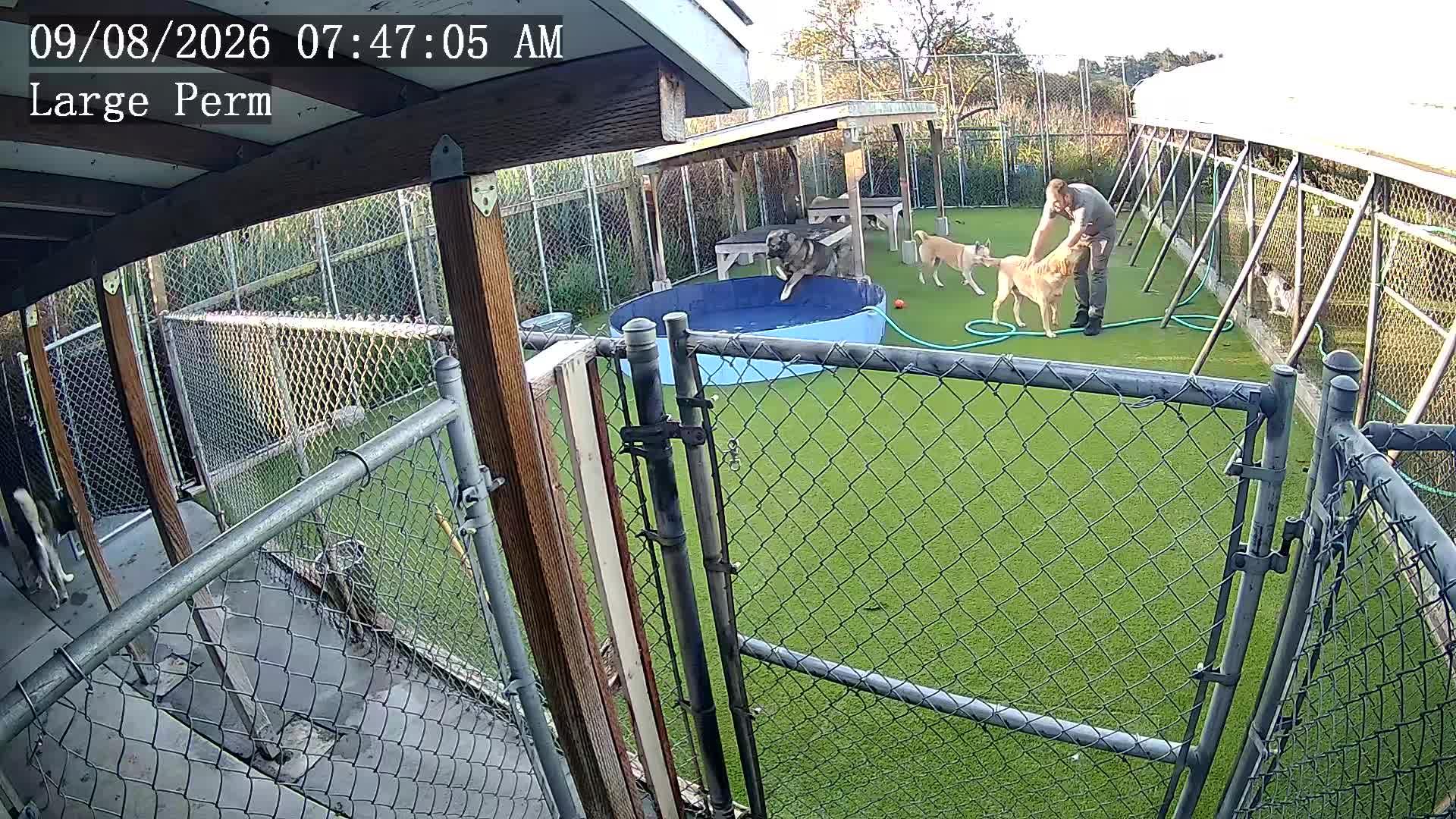 Dogs playing