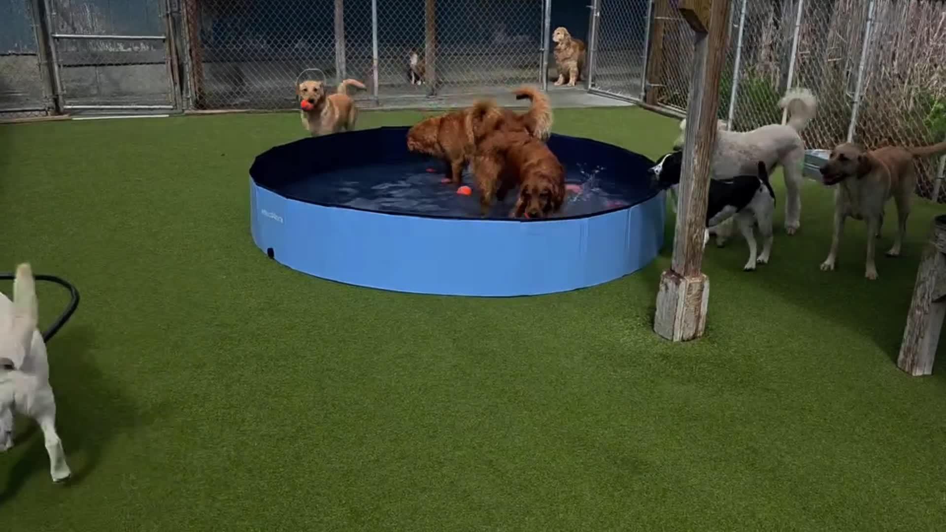 dogs playing in pool.