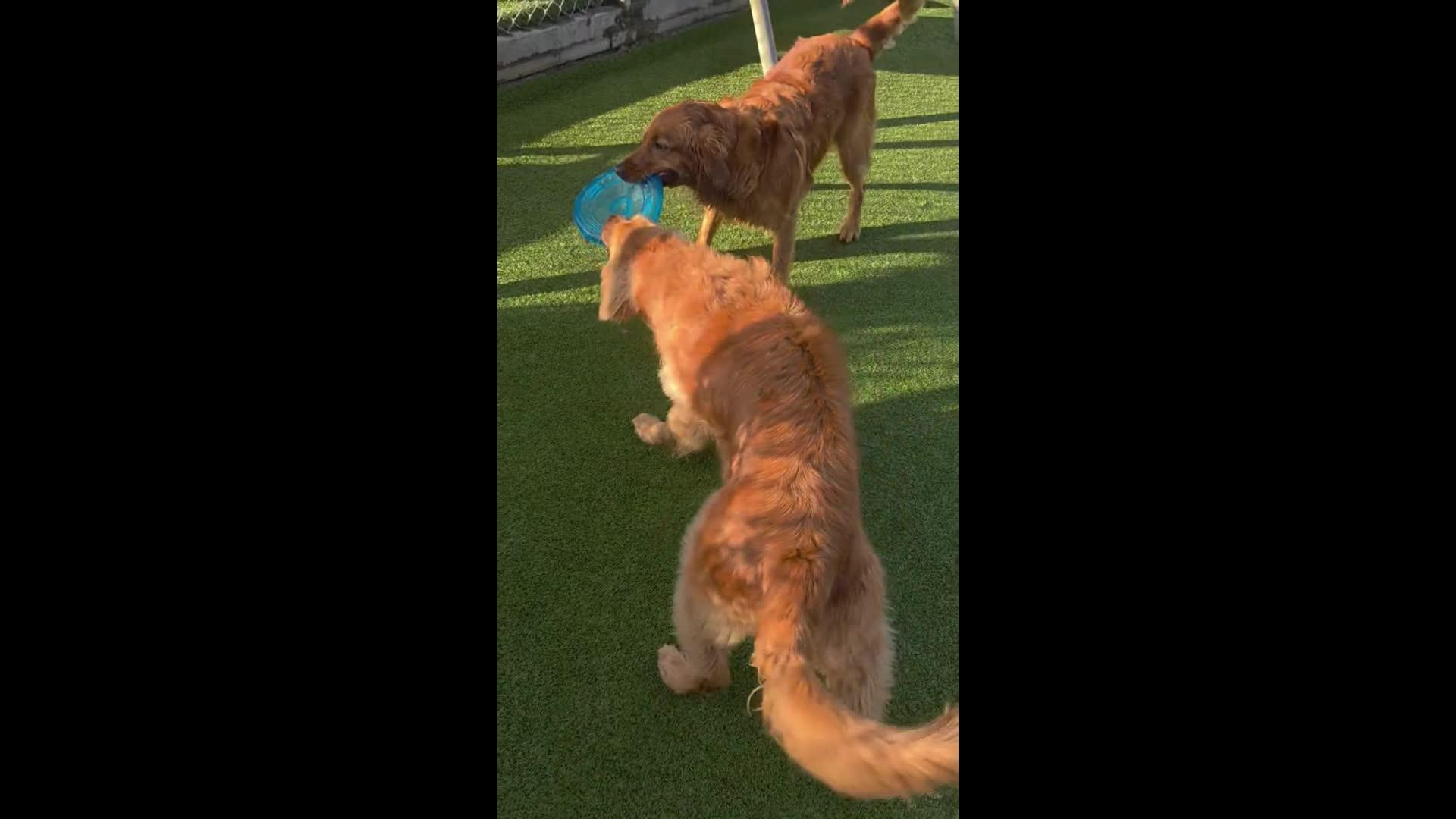 Dogs playing