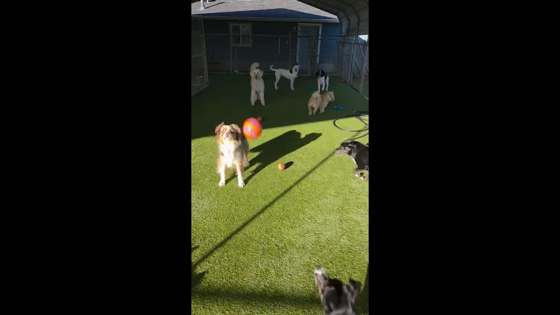 Dogs playing