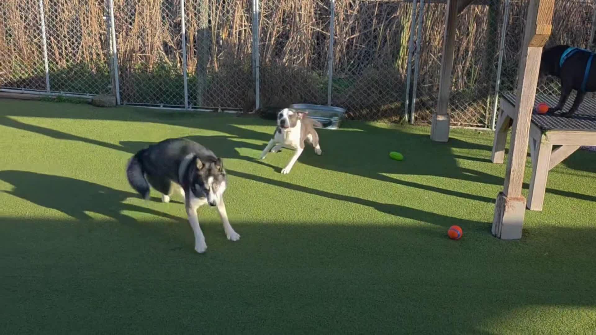 Dogs playing
