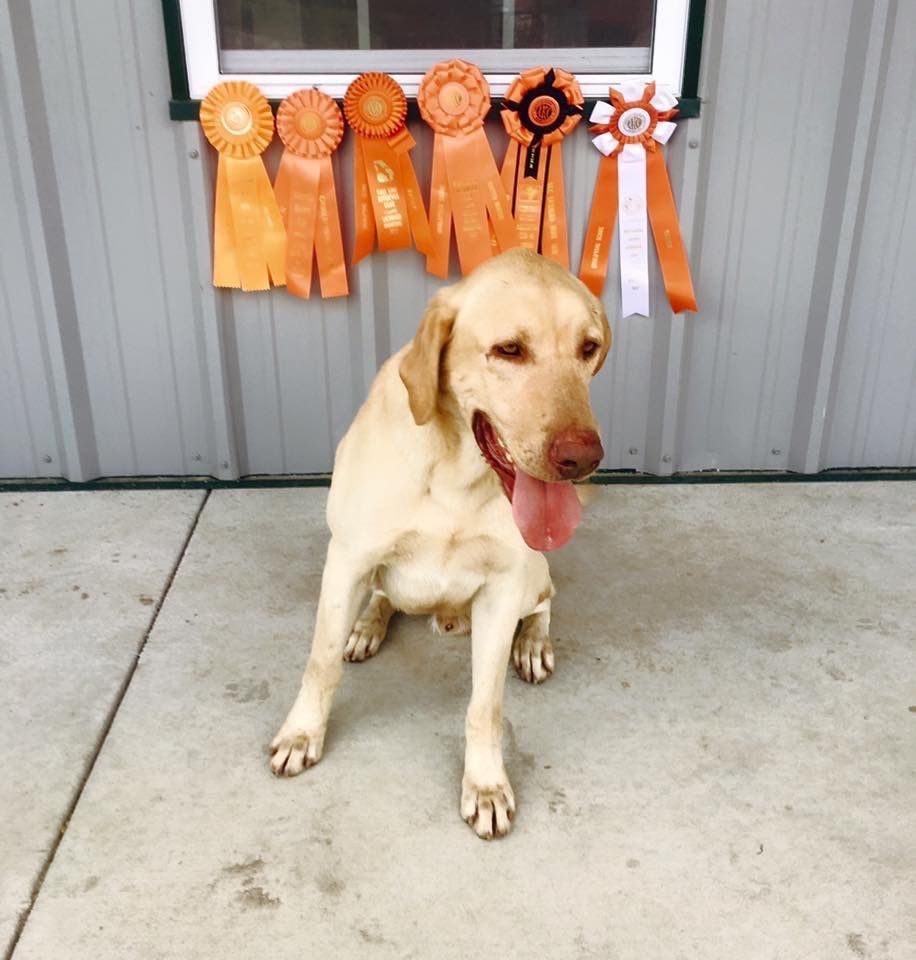 Ruger Altamaha Canine Consulting