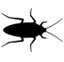 Cockroaches