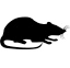 Rats