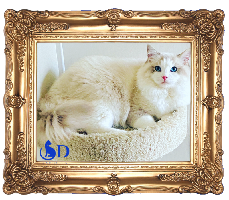SD RAGDOLLS