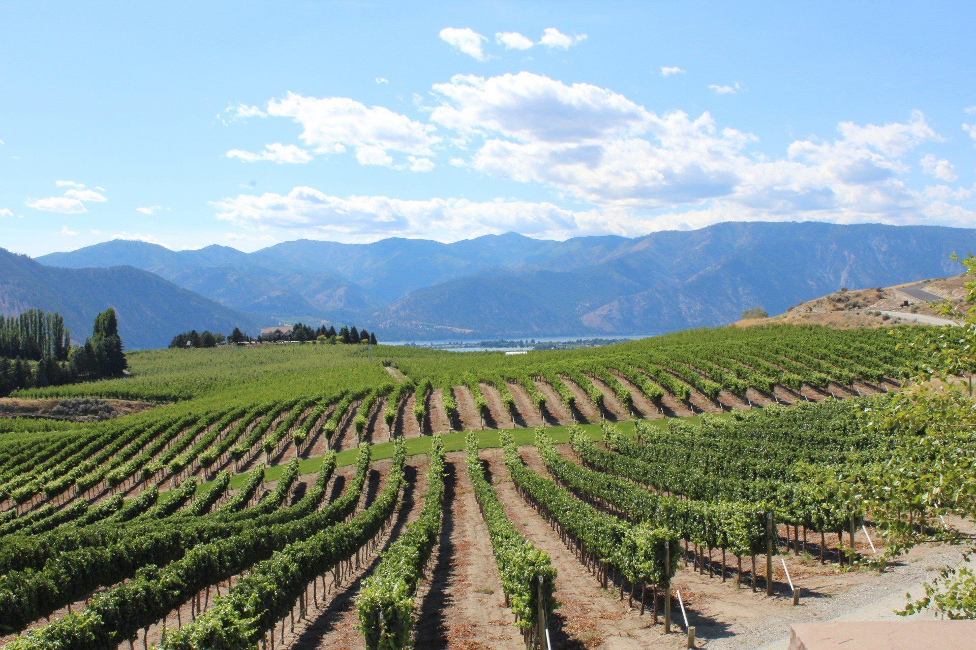 wine harvesting