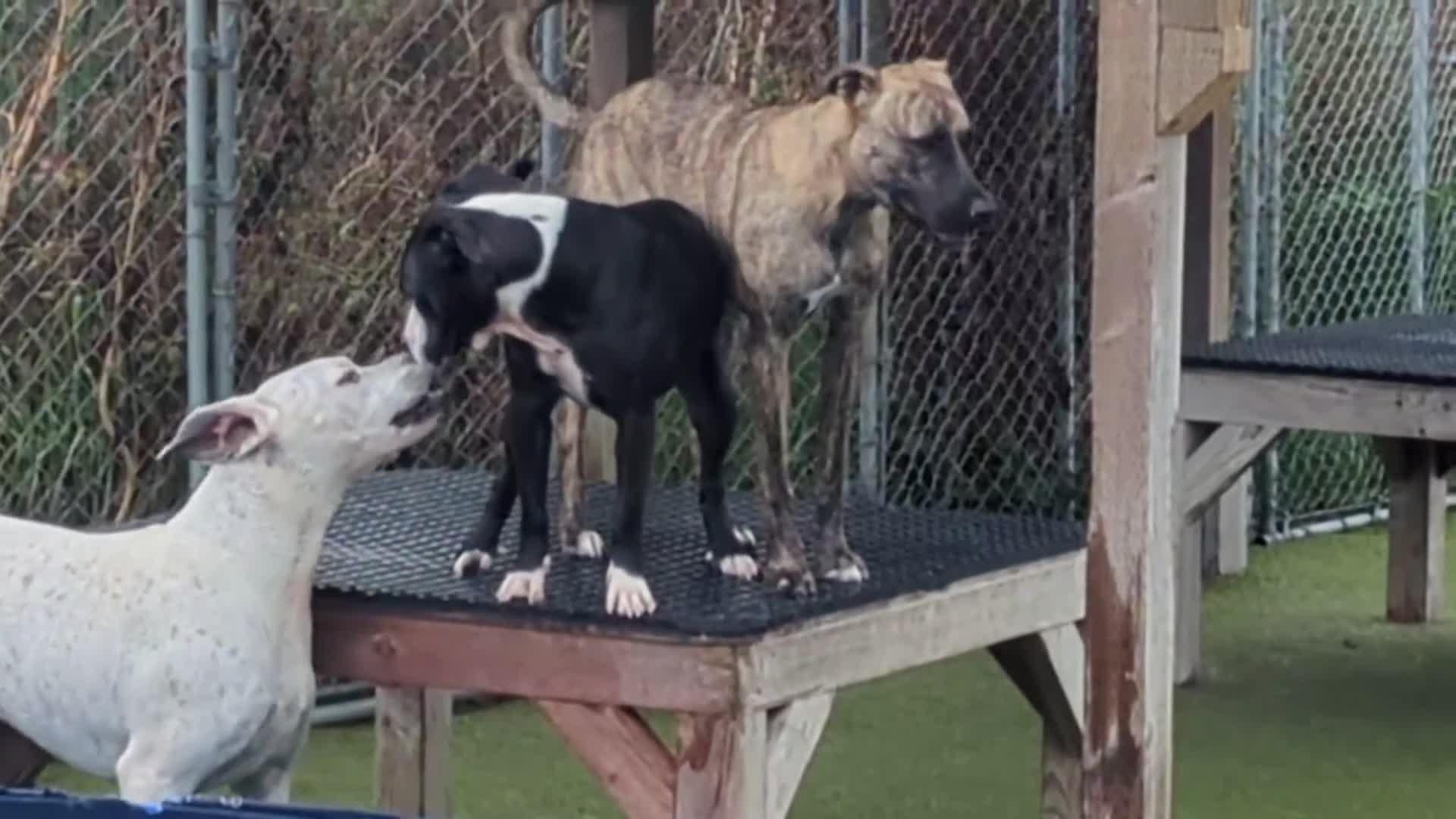 Dogs playing in a kiddie pool.