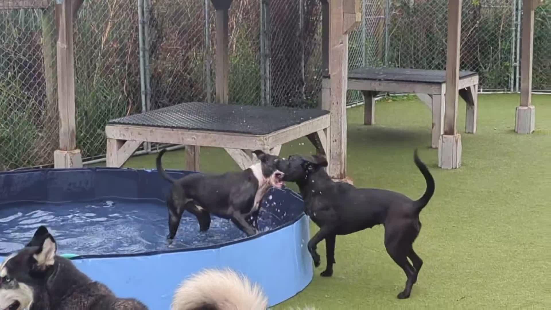 Dogs playing
