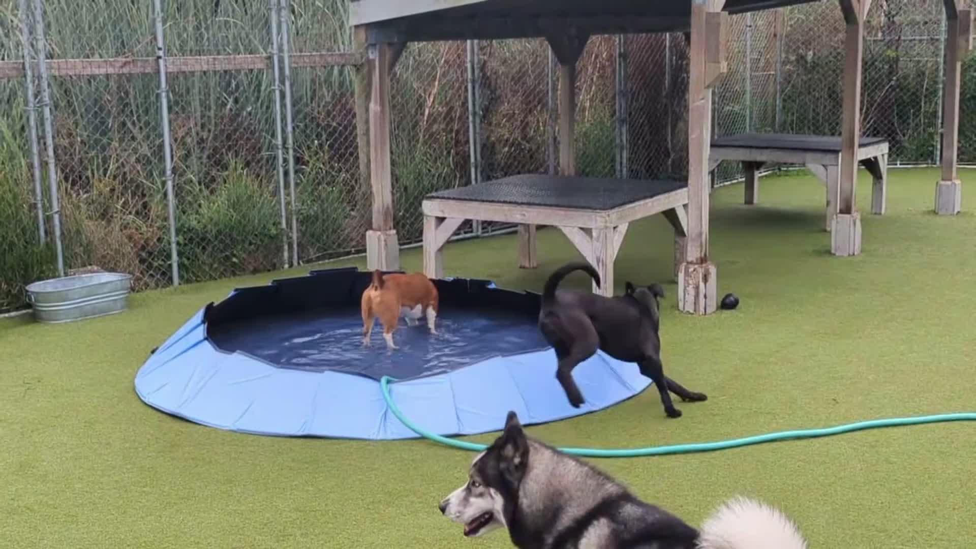 Dogs playing in a kiddie pool.