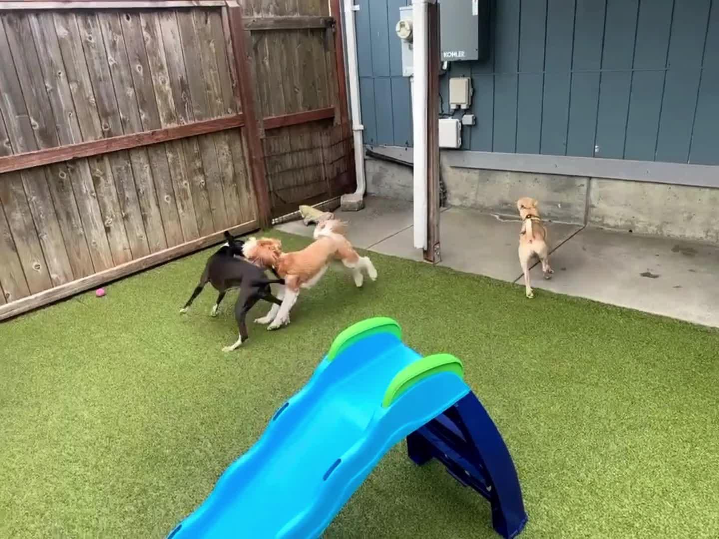 dogs playing in pool.