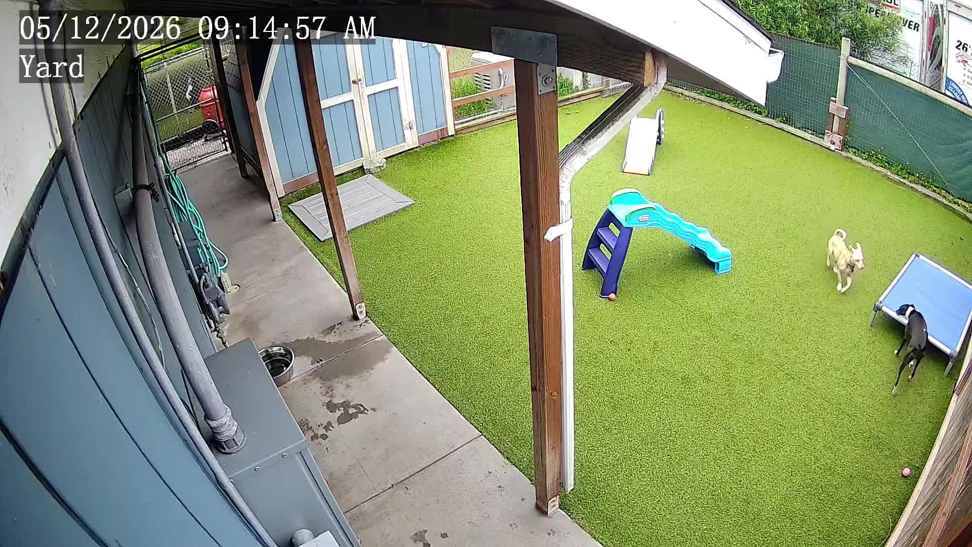 dogs playing in pool.