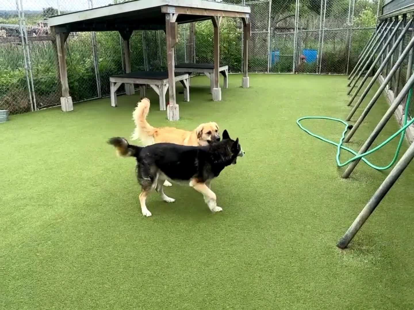 Dogs Playing