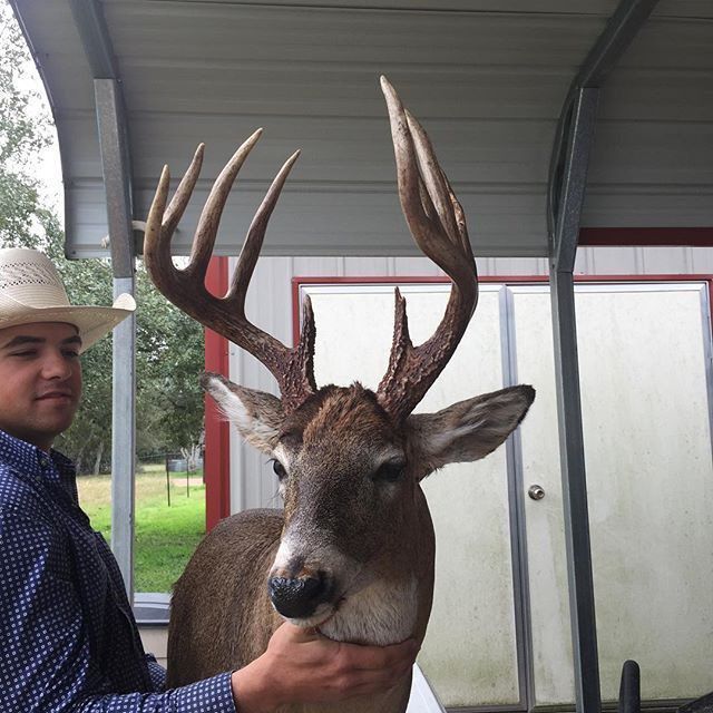 Deer Animal