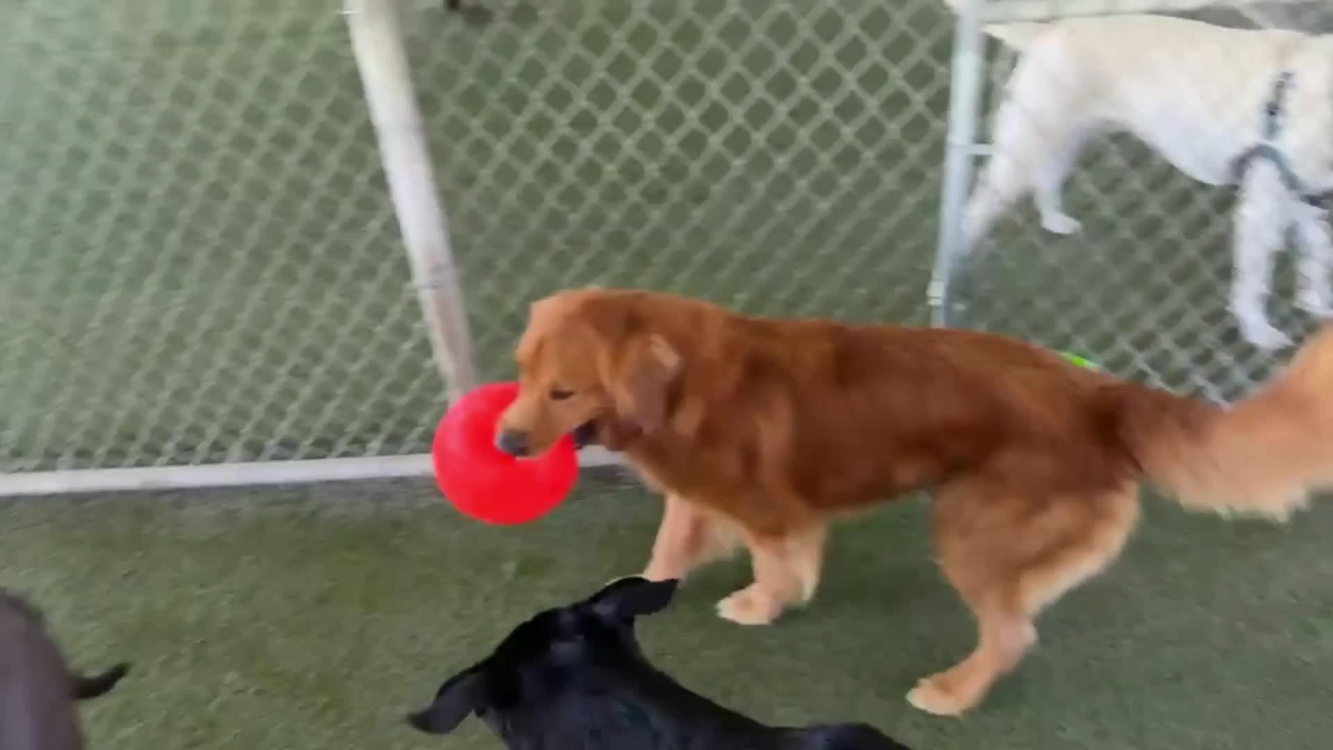 Dogs playing