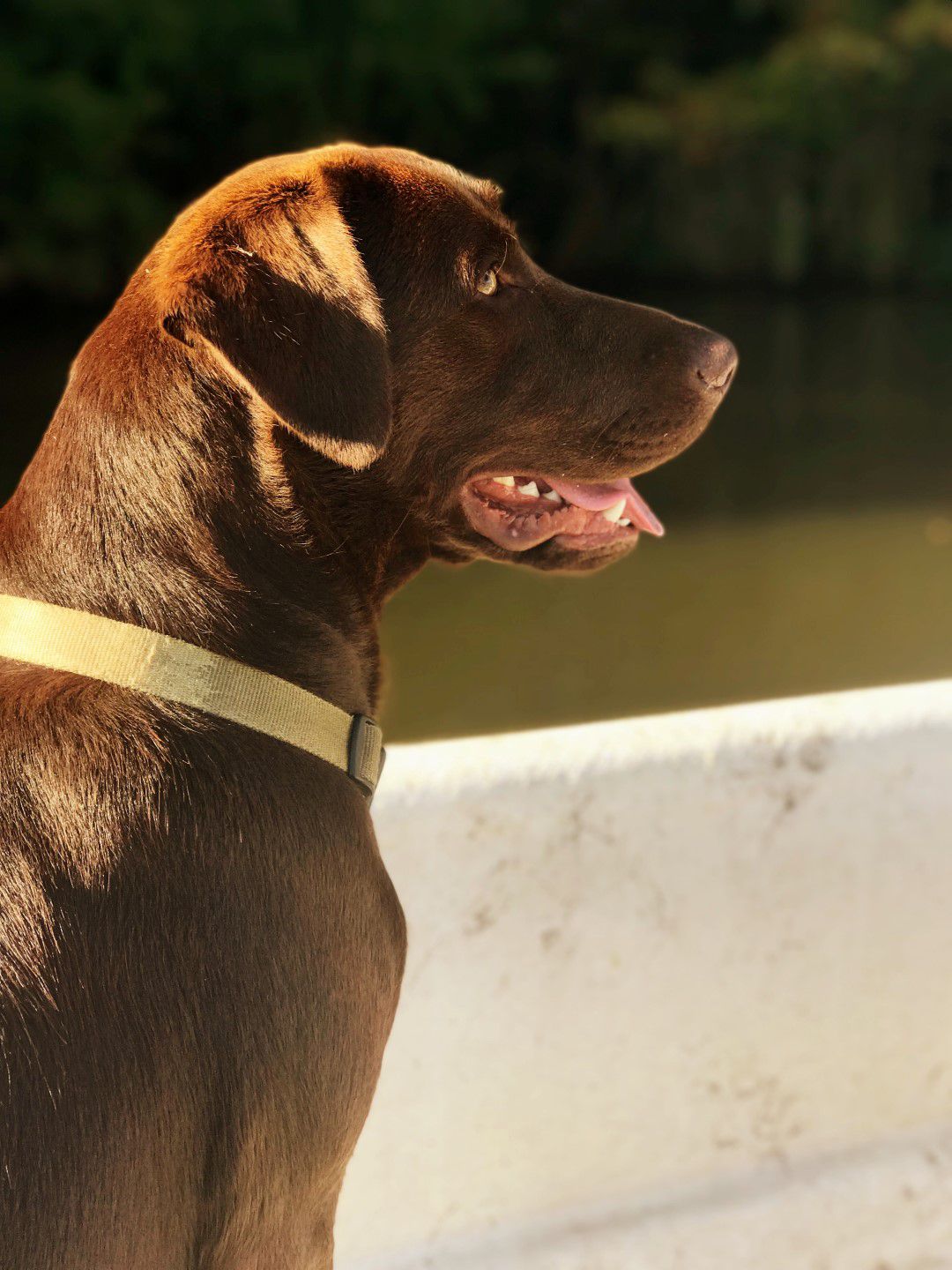 Testimonials Altamaha Canine Consulting