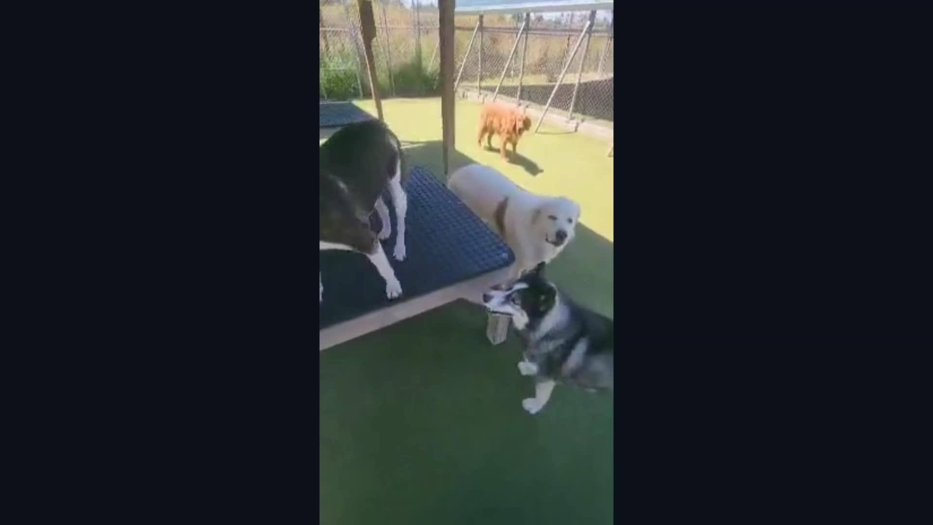 Dogs playing
